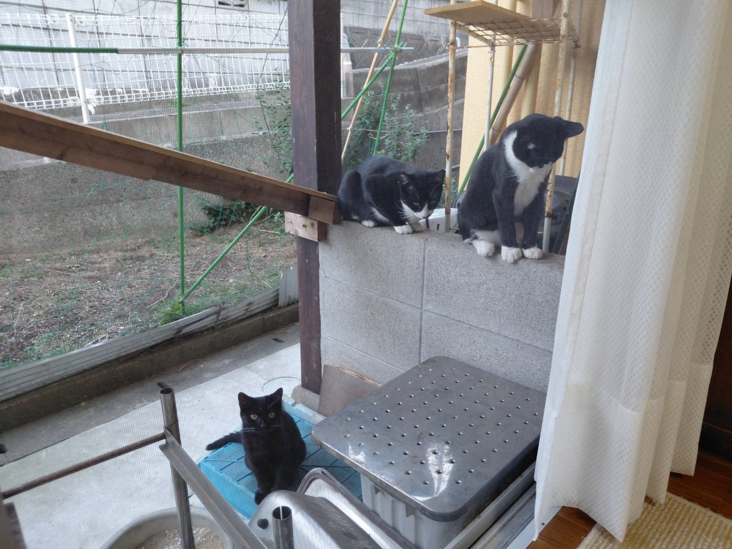 外で放し飼いの猫の為の外遊路