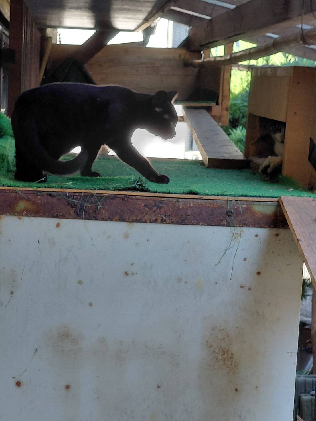 外で放し飼いの猫の為の外遊路