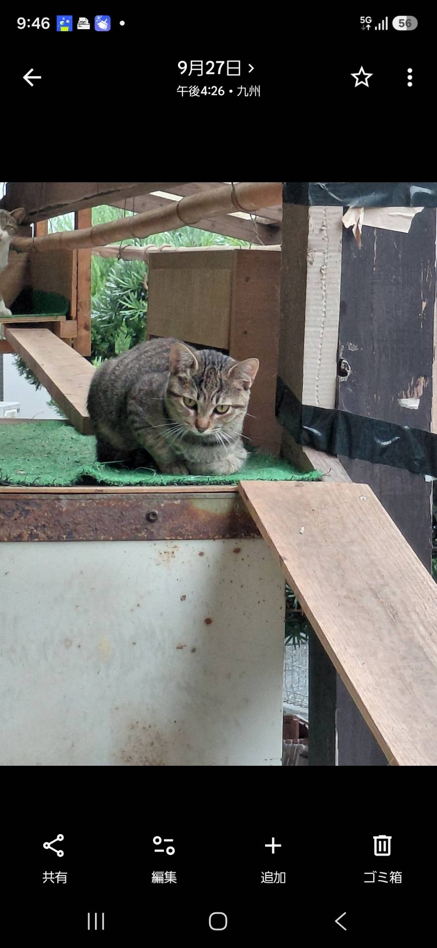 外で放し飼いの猫の為の外遊路