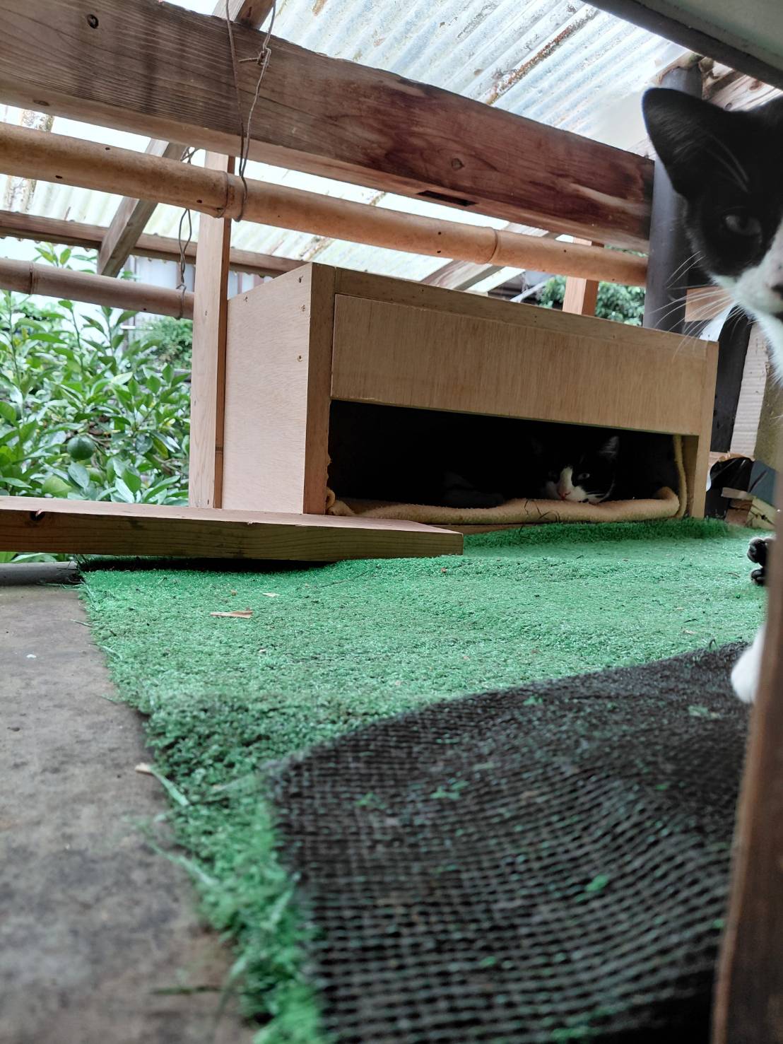 外で放し飼いの猫の為の外遊路