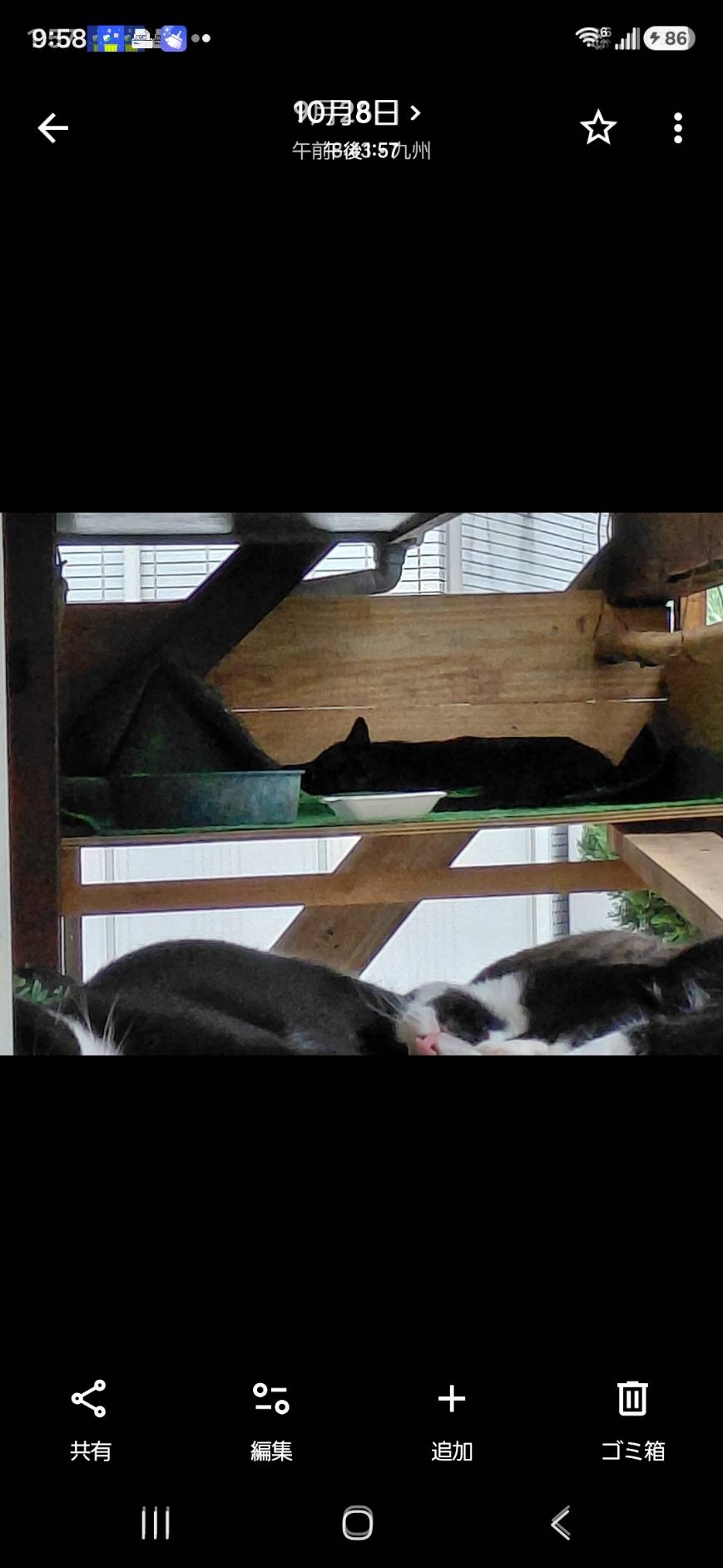 外で放し飼いの猫の為の外遊路