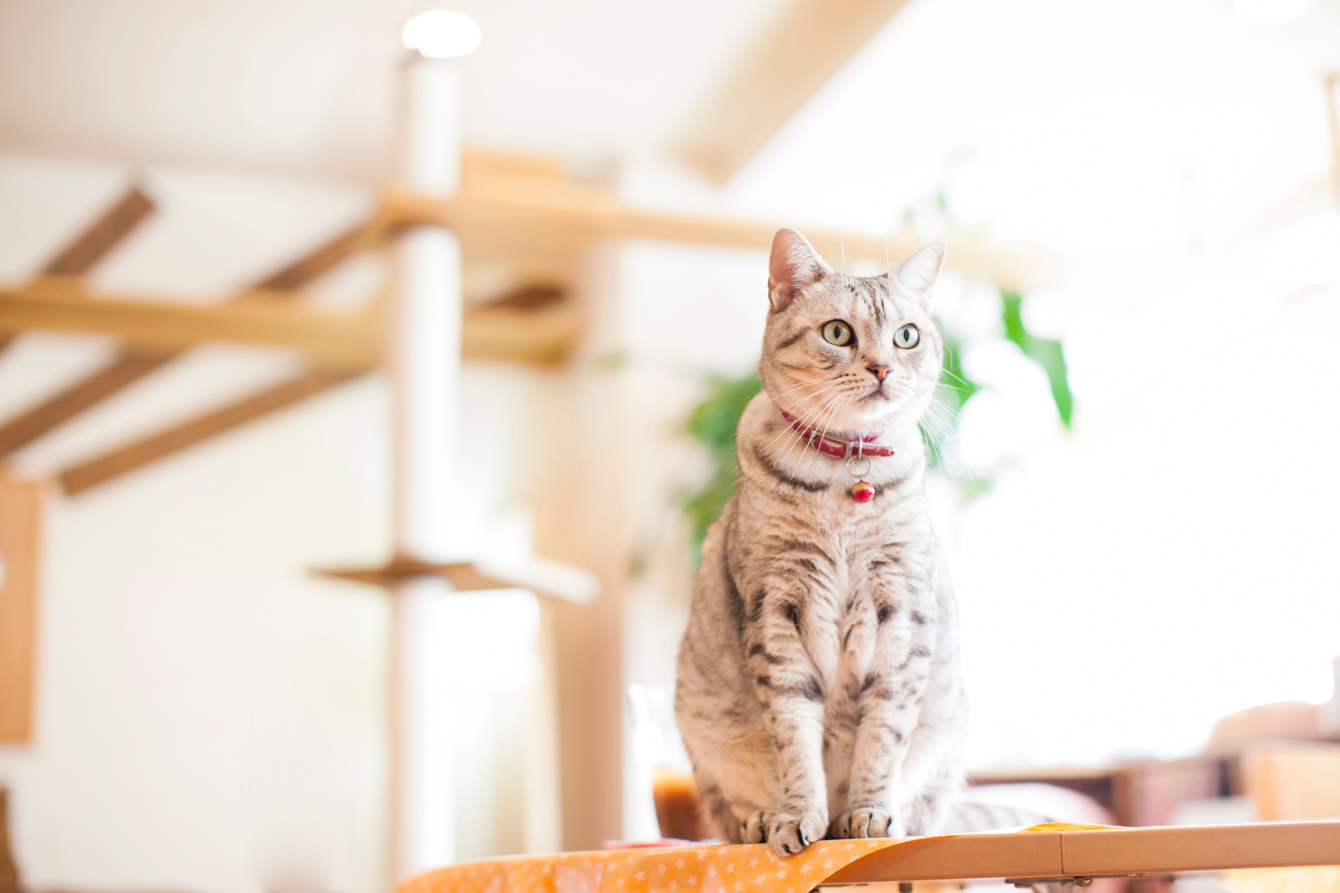キャットウォークの設置 | 福岡県北九州市周辺のリフォームなら大窪総合建築